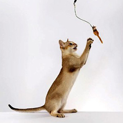 Cat Sitting by For Your Spot Professional Pet Sitting and Dog Walking cat-sitting