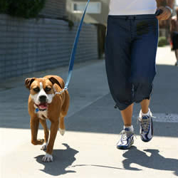 For Your Spot Professional Dog Walking dog-walking