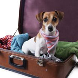 Pet Sitting pet sitting