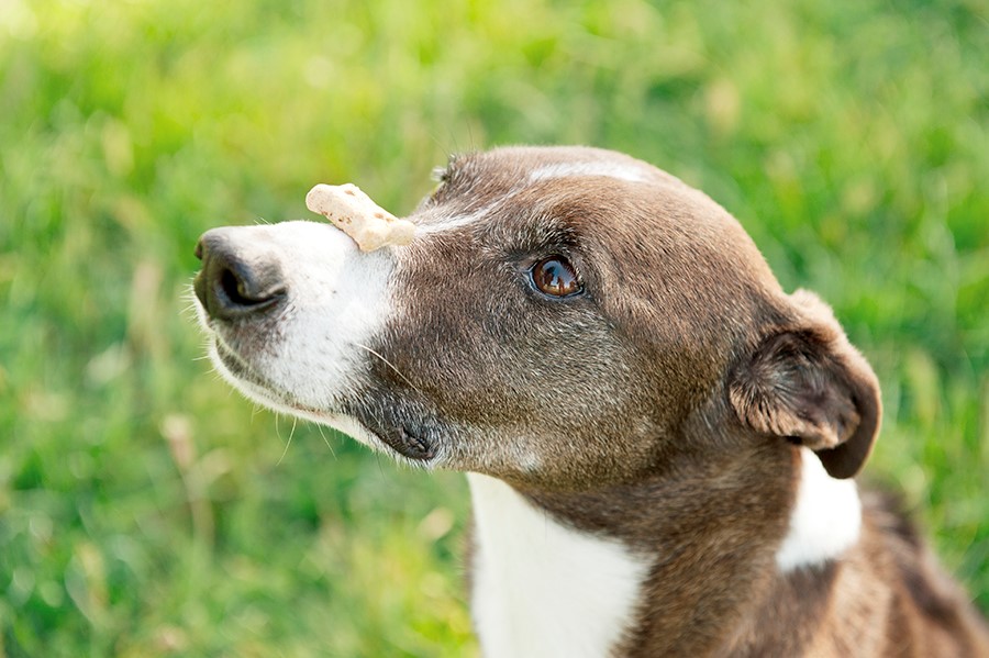 Dog Sitting Company Names Dog Sitting Company Names