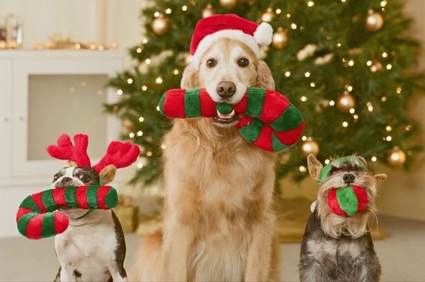 dog charity gifts christmas