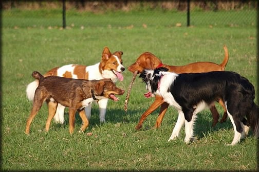 dog parks pros and cons