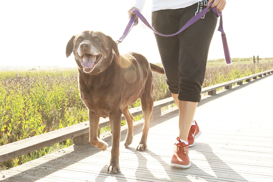 How To Teach Your Dog To Stop Pulling on a Leash by Sussex