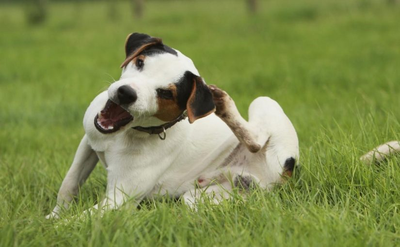 Keep Pests Away from Your Dog This Summer
