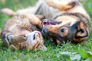 Myths and Misconceptions About Pet Sitters