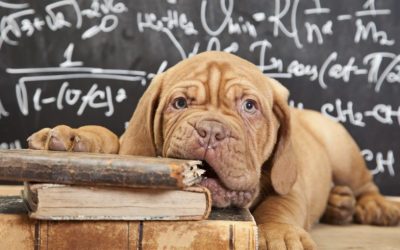 Should your dog go back to school this Fall?