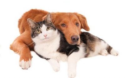 Yes, Cats and Dogs Can Get Along