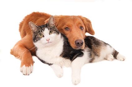 Dog & Cat Relationships How to Get a Cat & Dog to Get Along