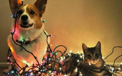 3 Reasons to Consider a Pet Sitter This Holiday Season