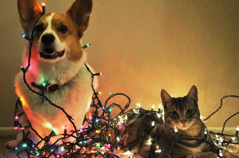 3 Reasons to Consider a Pet Sitter This Holiday Season