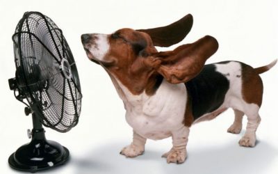 How to Keep Your Pet Safe and Cool This Summer