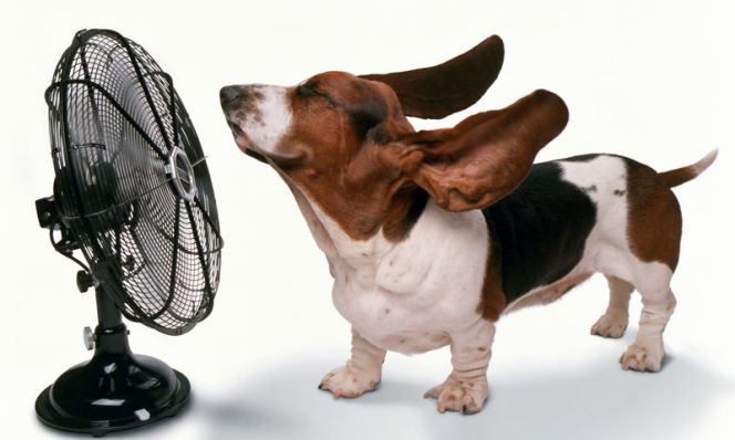 How to Keep Your Pet Safe and Cool This Summer