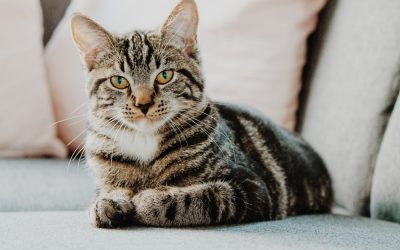5 Signs Your Cat Could Be Sick