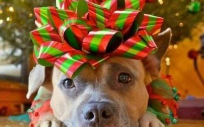 Should You Give a Pet as a Holiday Gift?