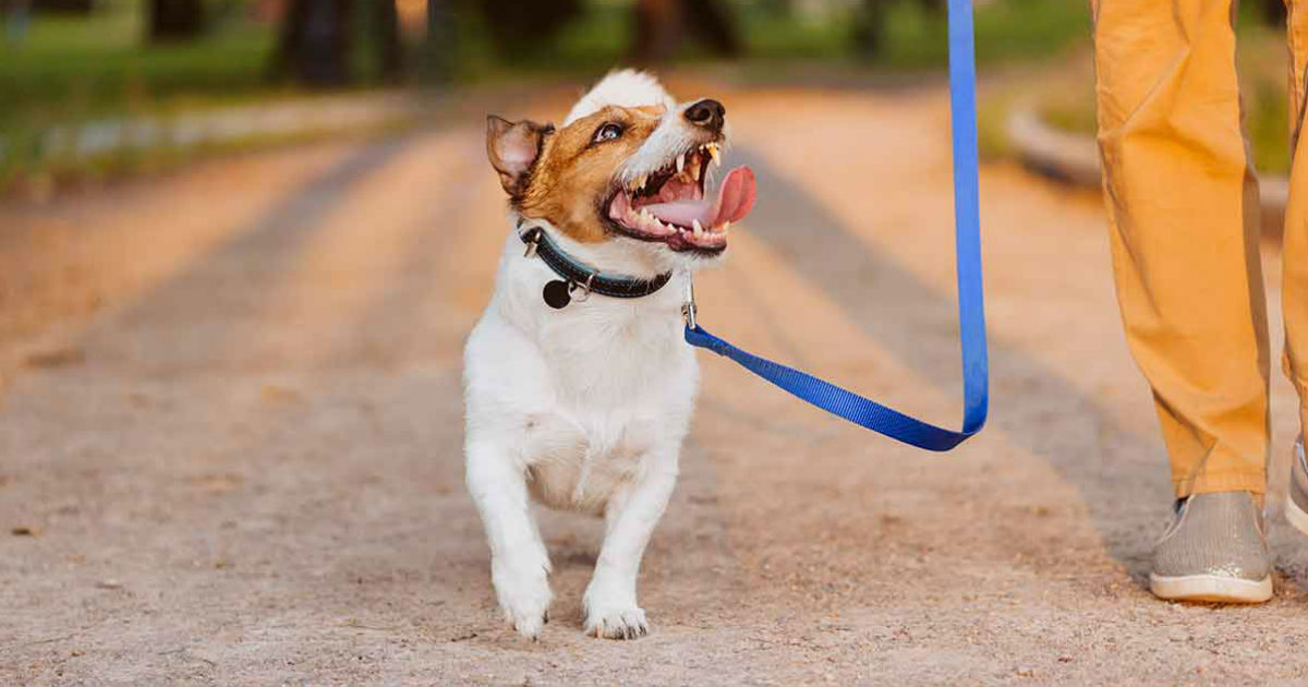 a dog walking with its owner on a leash